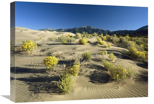 Global Gallery  18 x 24 in. Flowering Shrubs on the Dune Fields in Fro