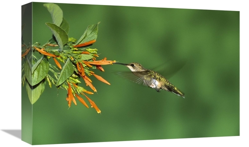 12 x 18 in. Black-Chinned Hummingbird Female Feeding At Flower, Gr