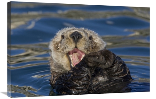 Global Gallery GCS-395808-2436-142 24 x 36 in. Sea Otter Yawning, 