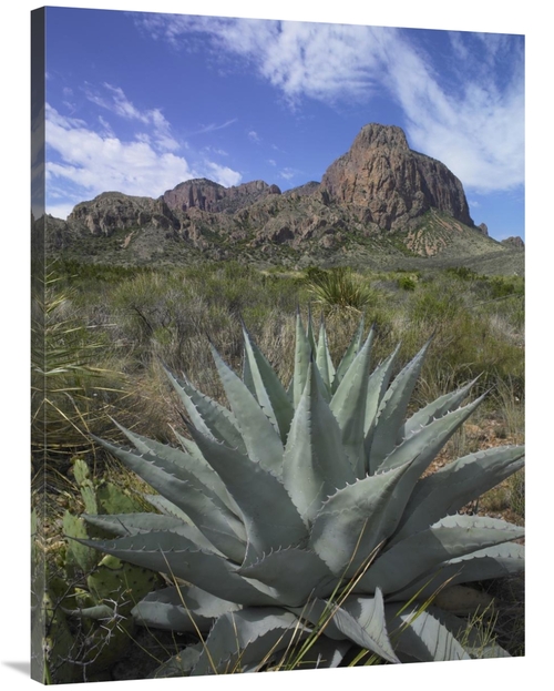 Global Gallery GCS-452190-3040-142 30 x 40 in. Agave Below Emory Peak&