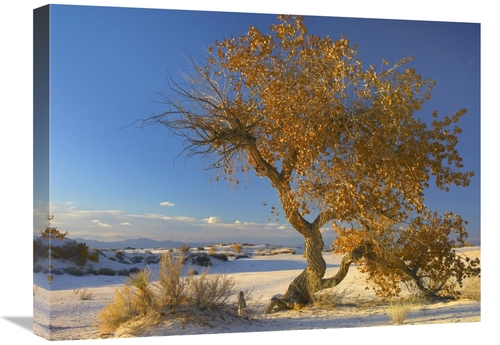 Global Gallery GCS-397179-1824-142 18 x 24 in. Fremont Cottonwood Tree