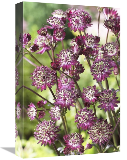 Global Gallery GCS-398392-1218-142 12 x 18 in. Astrantia Dark Shiny Ey