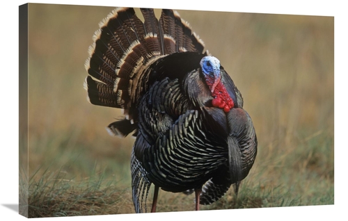 Global Gallery GCS-395994-2030-142 20 x 30 in. Wild Turkey Male, N