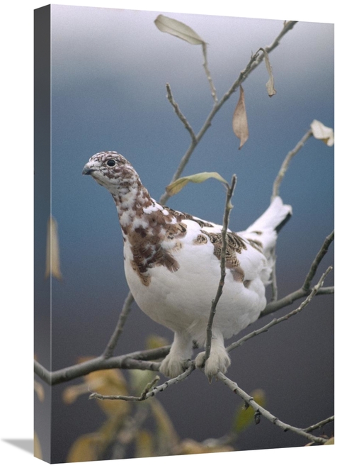 Global Gallery GCS-451852-1624-142 16 x 24 in. Willow Ptarmigan with F