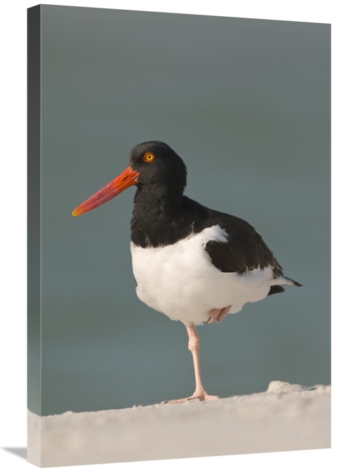 Global Gallery GCS-397349-2030-142 20 x 30 in. American Oystercatcher&