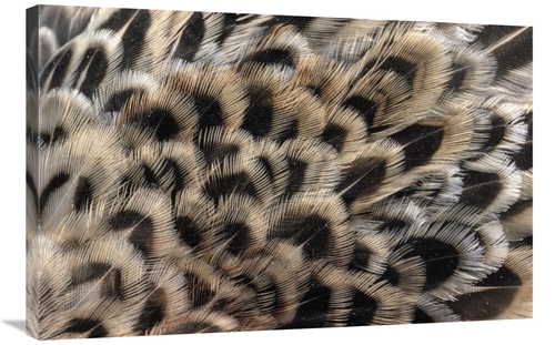 Global Gallery GCS-395576-2436-142 24 x 36 in. Ring-Necked Pheasant Cl