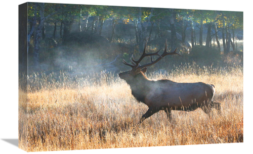 Global Gallery GCS-486546-22-142 22 in. Morning Trot Art Print - Vic S