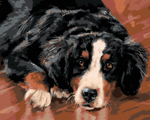 Zuty - Paint by Numbers â€“ BERNESE MOUNTAIN DOG (VICTORIA SCHULTZ),