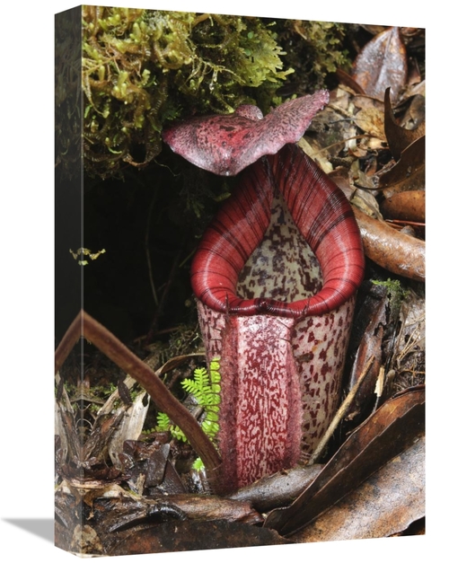 Global Gallery GCS-397559-1218-142 12 x 18 in. Burbidges Pitcher Plant