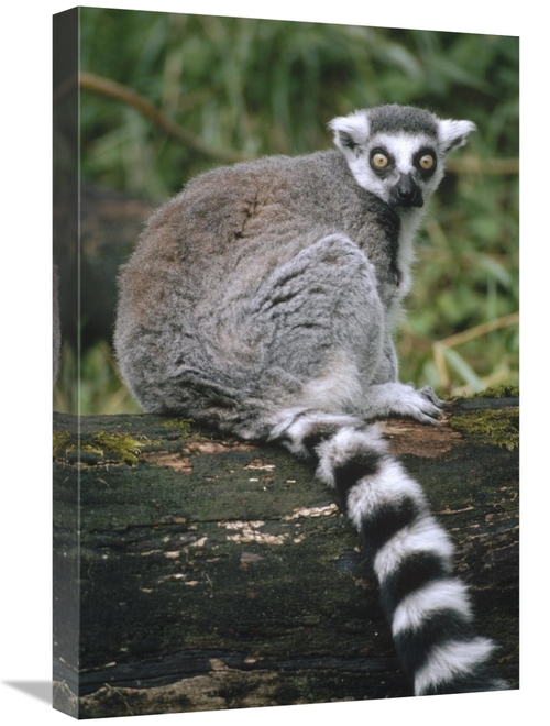Global Gallery GCS-452818-1624-142 16 x 24 in. Ring-Tailed Lemur Portr