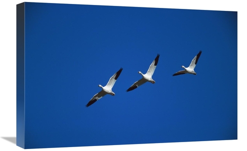 16 x 24 in. Snow Geese Flying in Formation, Bosque Del Apache NWR&