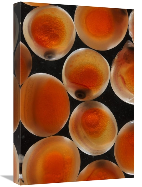Global Gallery GCS-453583-1624-142 16 x 24 in. Chum Salmon Eggs, N