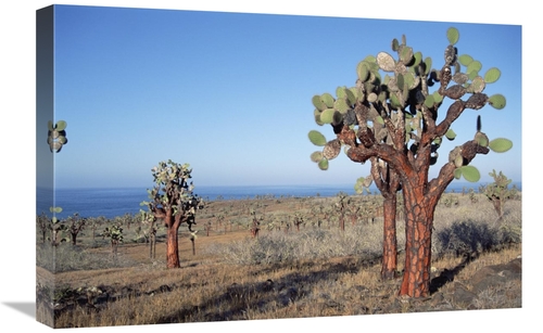 Global Gallery GCS-451562-1624-142 16 x 24 in. Opuntia Cactus Forest&#