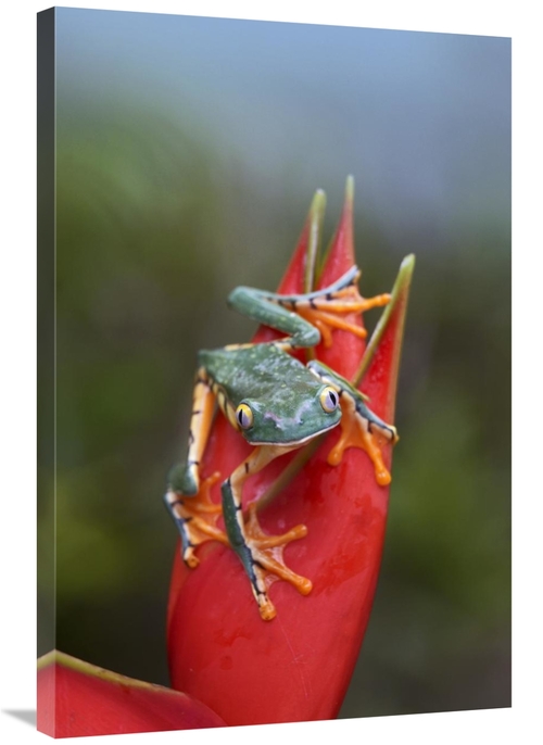 Global Gallery GCS-396281-2436-142 24 x 36 in. Tiger-Striped Leaf Frog