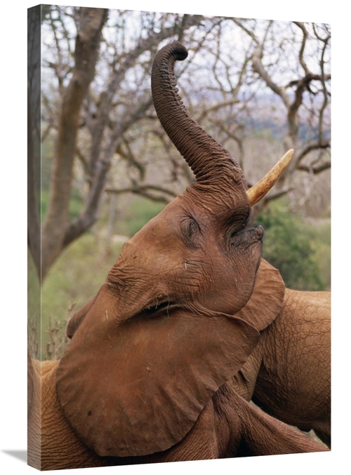 Global Gallery GCS-452960-2030-142 20 x 30 in. African Elephant Orphan