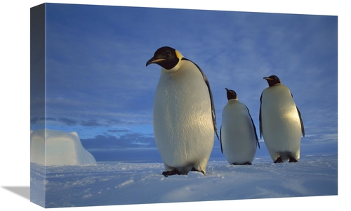 Global Gallery GCS-451726-1218-142 12 x 18 in. Emperor Penguin Trio on