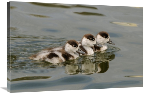 Global Gallery GCS-398177-2436-142 24 x 36 in. Common Shelduck Three D