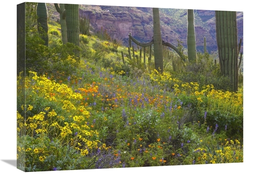 Global Gallery GCS-395937-1824-142 18 x 24 in. Saguaro Amid Flowering 