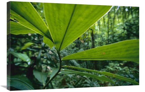 Global Gallery GCS-398540-2436-142 24 x 36 in. Spiral Ginger Leaves&#4