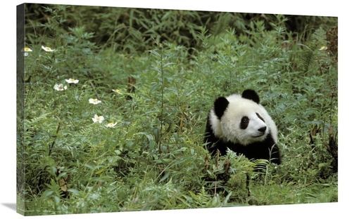 Global Gallery GCS-397984-2436-142 24 x 36 in. Giant Panda Year Old Ma