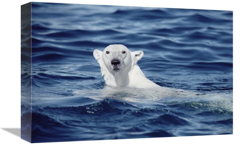 Global Gallery GCS-397844-1218-142 12 x 18 in. Polar Bear Swimming&#44