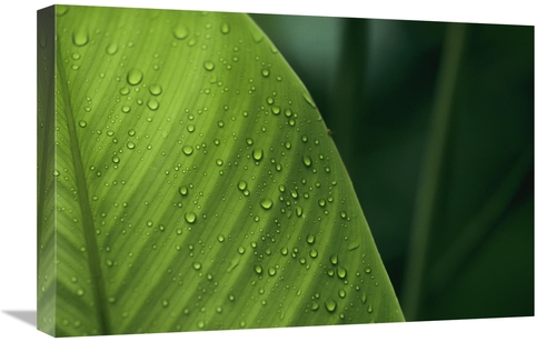 Global Gallery GCS-398541-1624-142 16 x 24 in. Leaf with Water Drops&#