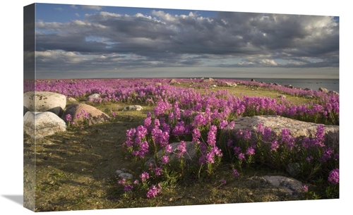 Global Gallery GCS-395404-1624-142 16 x 24 in. Fireweed Covered Island