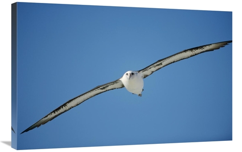 Global Gallery GCS-451431-2436-142 24 x 36 in. Laysan Albatross Soarin