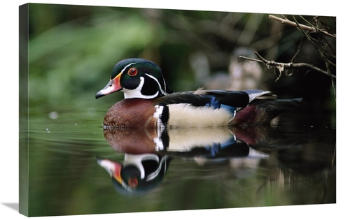 Global Gallery GCS-396198-2030-142 20 x 30 in. Wood Duck on Water,