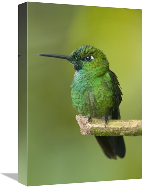 Global Gallery GCS-397328-1218-142 12 x 18 in. Green-Crowned Brilliant