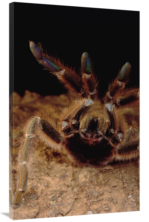 Global Gallery GCS-450796-44-142 44 in. Tarantula in Defensive Posture