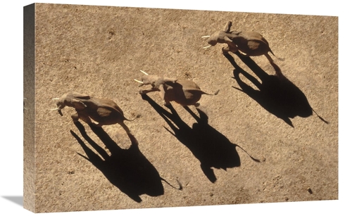 Global Gallery GCS-396301-1624-142 16 x 24 in. African Elephant Trio A