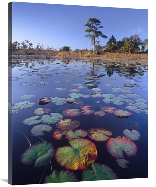 Global Gallery GCS-452161-3040-142 30 x 40 in. Waterlilies in Pond&#44