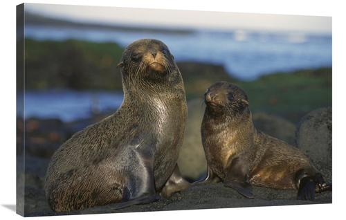 Global Gallery GCS-395599-2436-142 24 x 36 in. Galapagos Islands Fur S