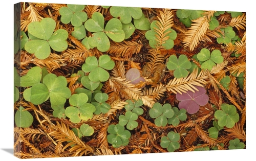 Global Gallery GCS-452833-2030-142 20 x 30 in. Woodsorrel & Coast Redw