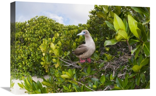 16 x 24 in. Red-Footed Booby Perching Beside Nest in Mangroves, Ga