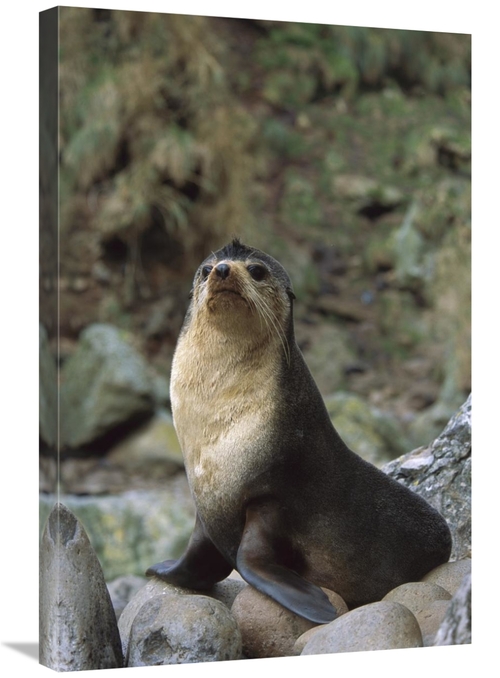 Global Gallery GCS-451805-2030-142 20 x 30 in. Subantarctic Fur Seal M