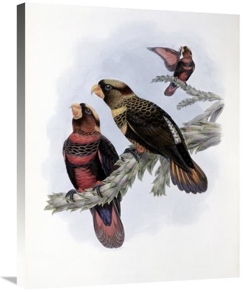 Global Gallery GCS-277735-30-142 30 in. Banded Lory Art Print - John G