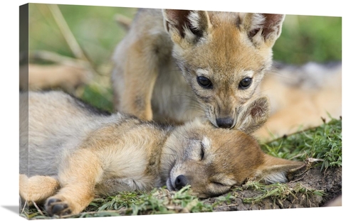 Global Gallery GCS-395835-2030-142 20 x 30 in. Black-Backed Jackal Pup