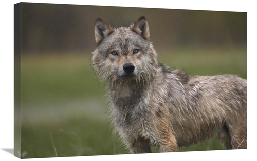 Global Gallery GCS-452263-2030-142 20 x 30 in. Gray Wolf, North Am