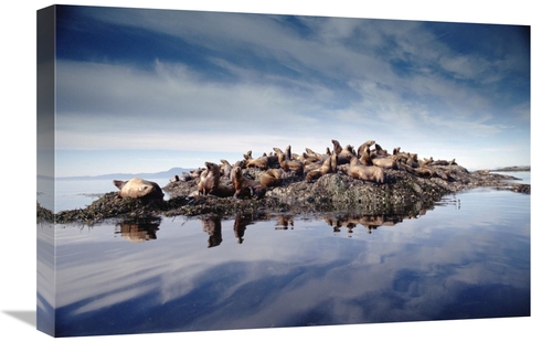 Global Gallery GCS-396945-1624-142 16 x 24 in. Stellers Sea Lion Group