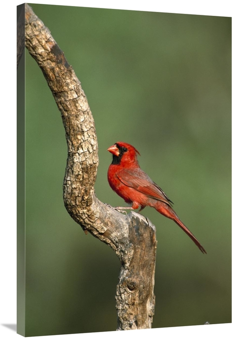 Global Gallery GCS-453288-2436-142 24 x 36 in. Northern Cardinal Male 