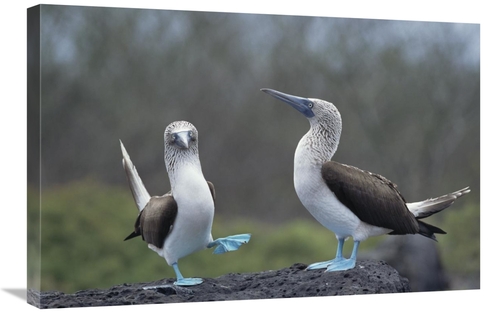 Global Gallery GCS-451783-2030-142 20 x 30 in. Blue-Footed Booby Court