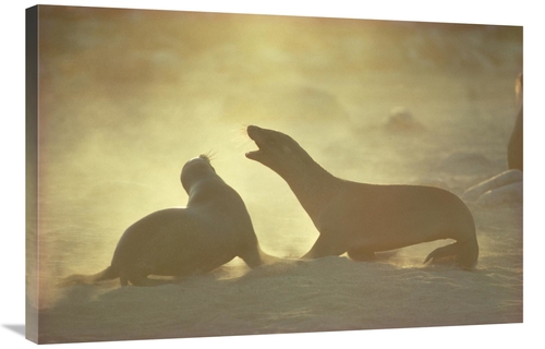 Global Gallery GCS-451137-2436-142 24 x 36 in. Galapagos Sea Lion Pups