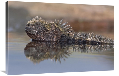 Global Gallery GCS-451515-2436-142 24 x 36 in. Marine Iguana Resting i