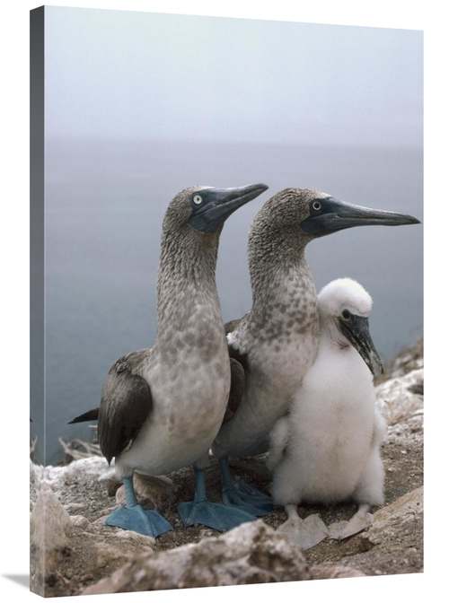 Global Gallery GCS-451268-2436-142 24 x 36 in. Blue-Footed Booby Pair 