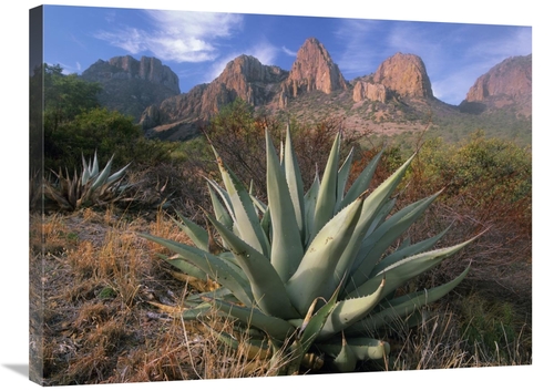 Global Gallery GCS-396745-2432-142 24 x 32 in. Chisos Agave & the Chis