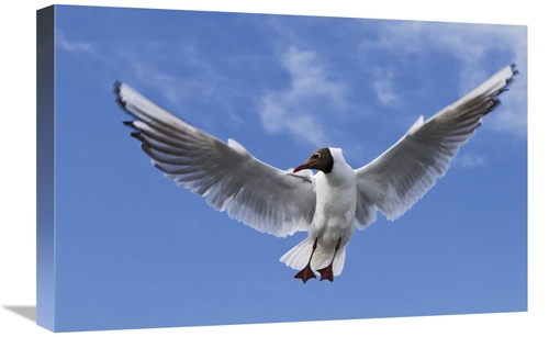 Global Gallery GCS-398064-1624-142 16 x 24 in. Black-Headed Gull in Fl