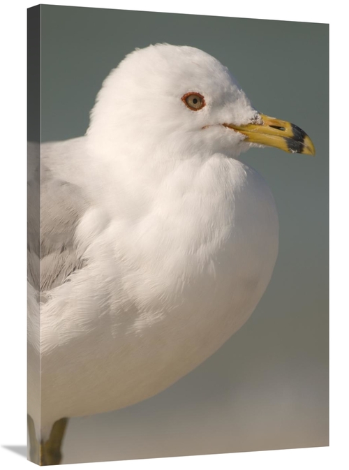 Global Gallery GCS-397322-2030-142 20 x 30 in. Ring-Billed Gull, F