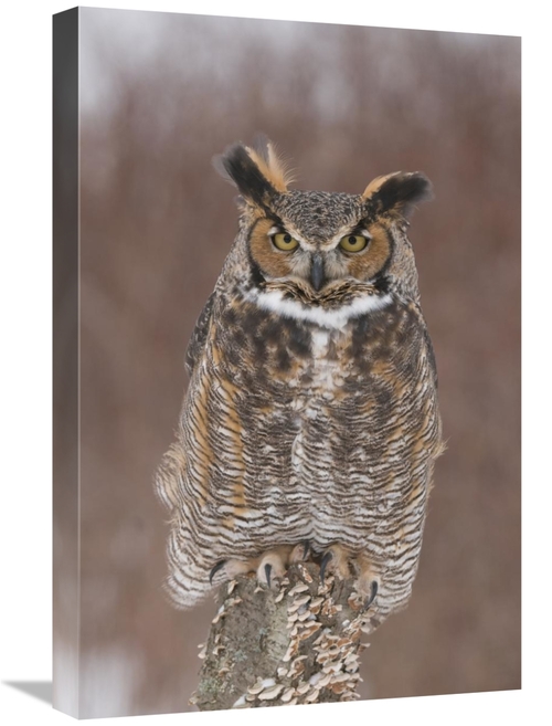 Global Gallery GCS-397343-1624-142 16 x 24 in. Great Horned Owl, H